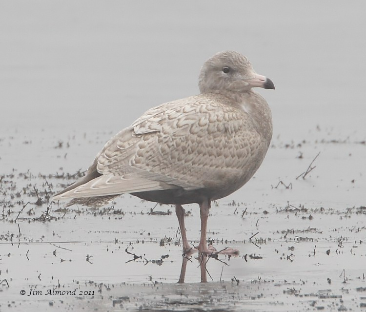 Glaucous Gull 1st Winter Trench Pool 22 1 11 100 iso MG_4435